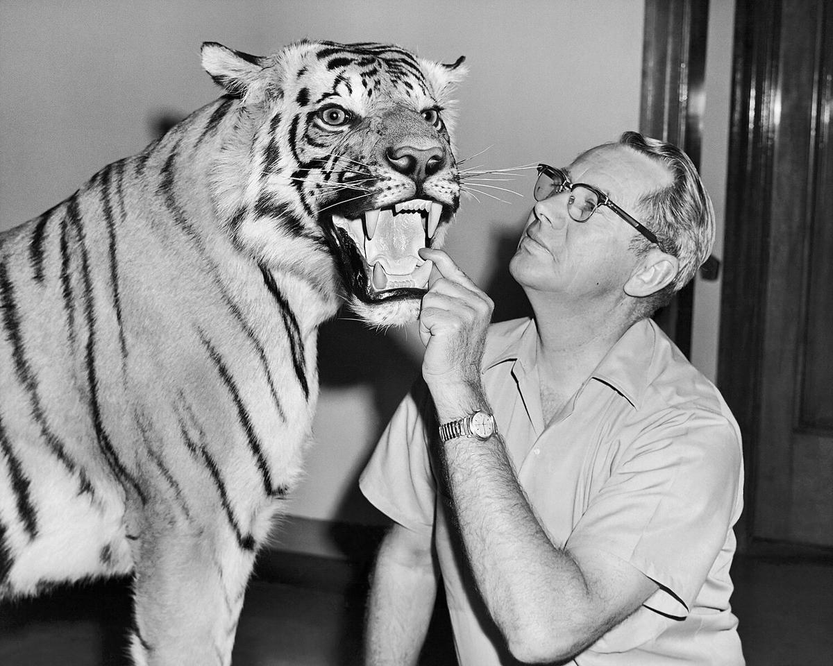 Dr. Wilmer W. Tanner, zoology professor, poses with a tiger trophy given to the BYU Life Sciences Museum in 1973. Gelatin silver, 7 1/2 inches by 9 2/5 inches. Provo, Utah. (<a href="https://commons.wikimedia.org/wiki/User:Smalljim">Smalljim</a>/<a href="https://creativecommons.org/licenses/by-sa/3.0/deed.en">CC BY-SA 3.0</a>)