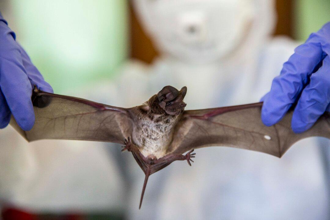 Scientists Find New Bat Viruses in China Linked to Deadly Hendra and Nipah Viruses