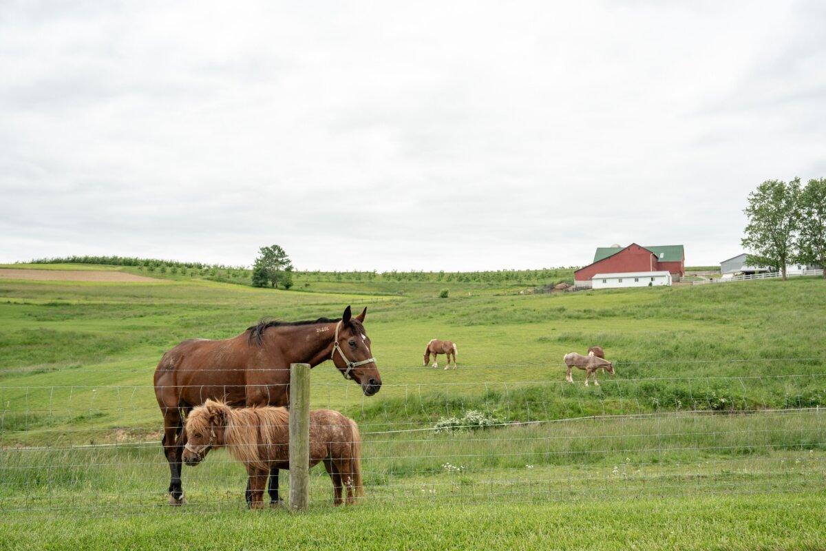 Food Independence Summit Teaches a Return to Self-Sufficient Roots 5 Horses near Sugarcreek, Ohio, on May 27, 2025. (Samira Bouaou/The Epoch Times)
