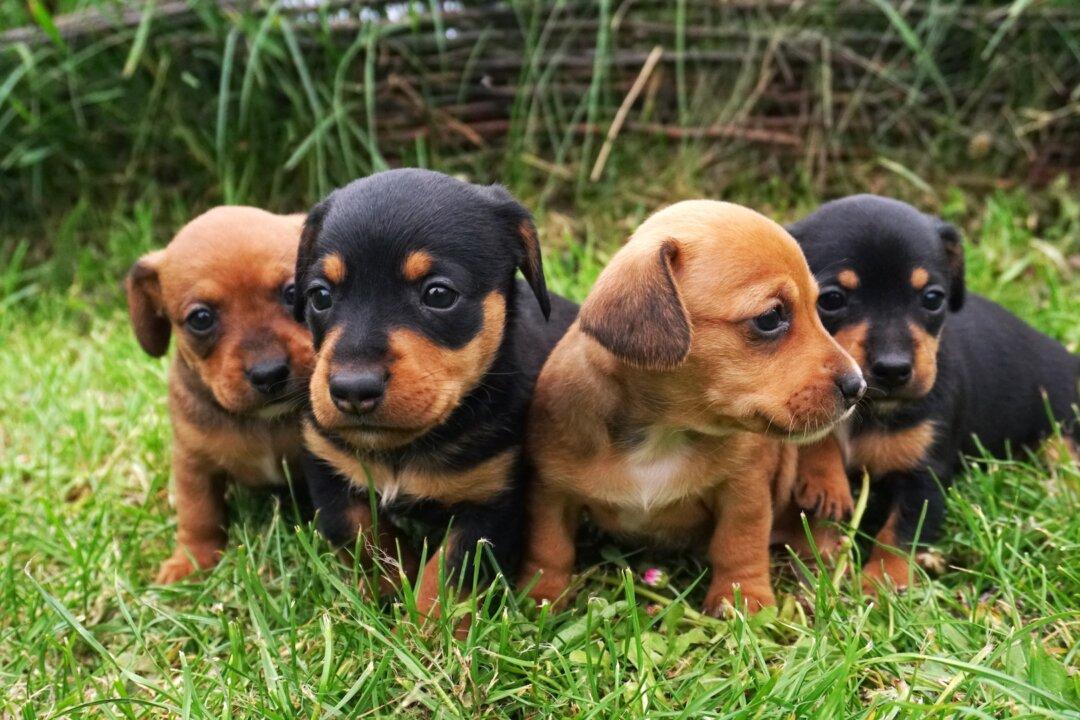 Young Dog’s Skin Mass May Disappear Without Treatment