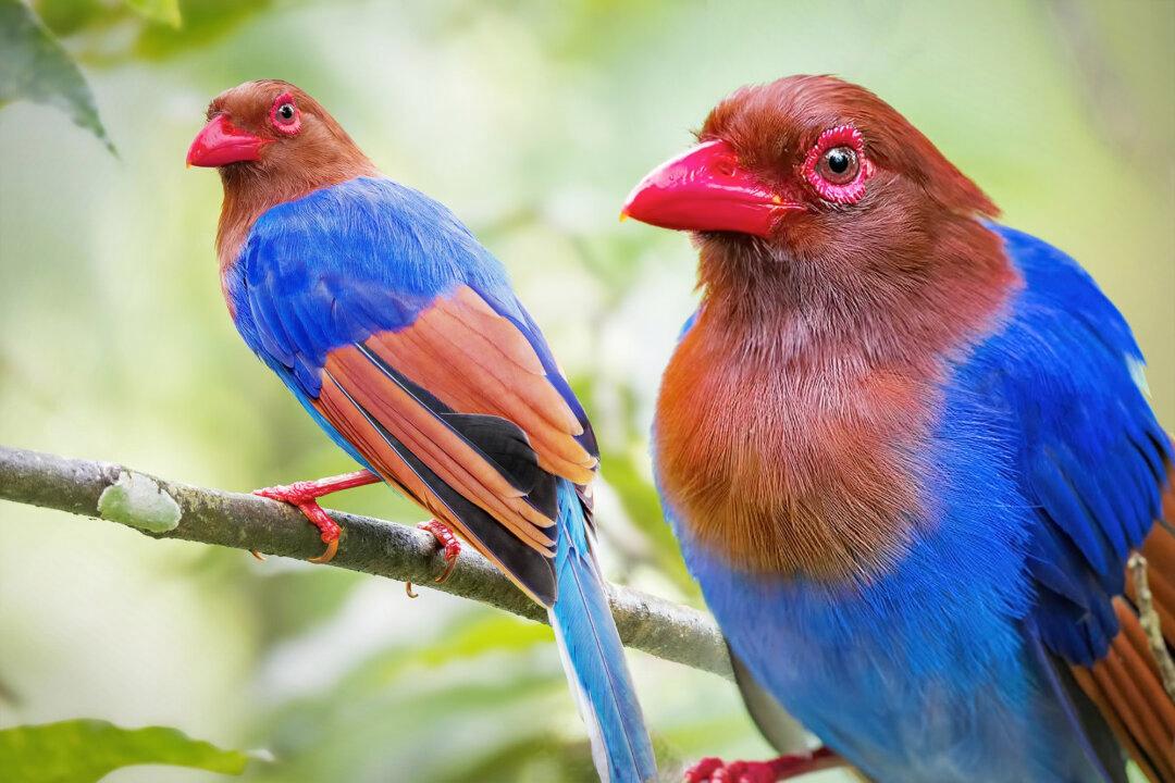 Photographer With a Passion for Warblers Captures Rare ‘Crayon-Colored’ Bird In Jungles of Sri Lanka