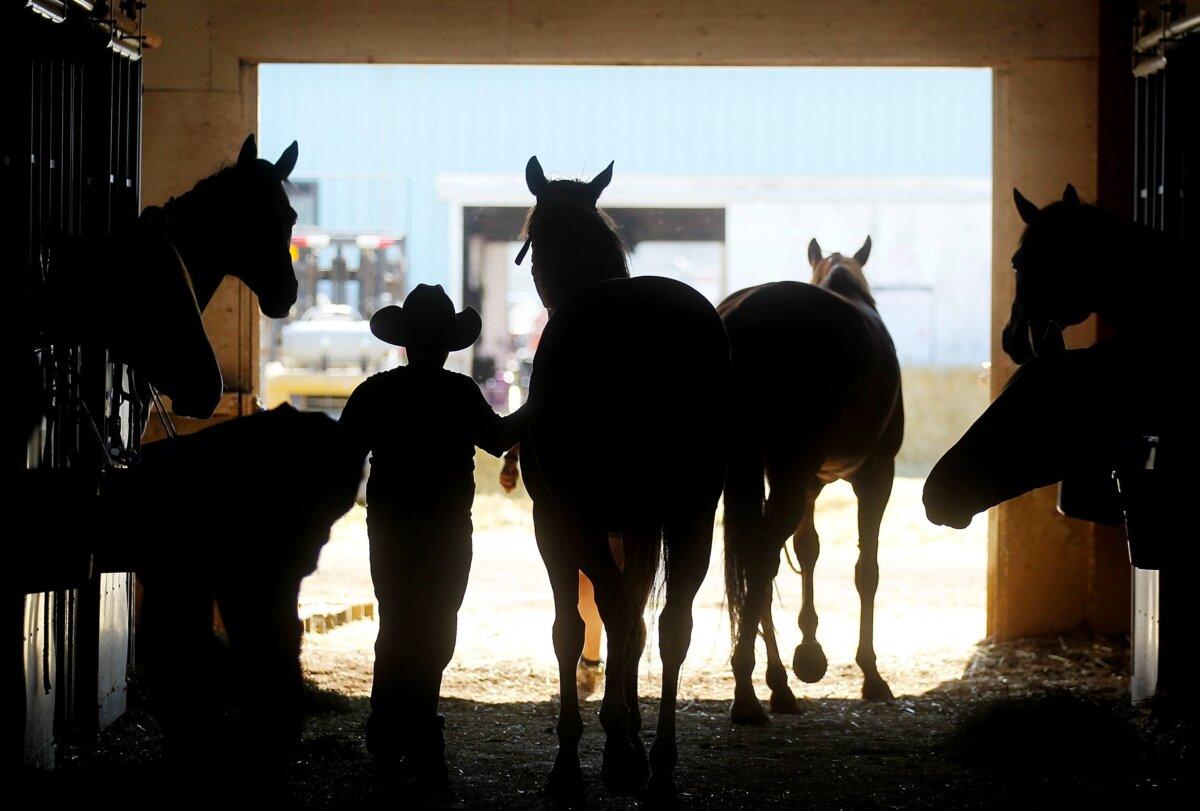 A cowboy tends to horses in a barn at the Calgary Stampede in a file photo. (Mario Tama/Getty Images)