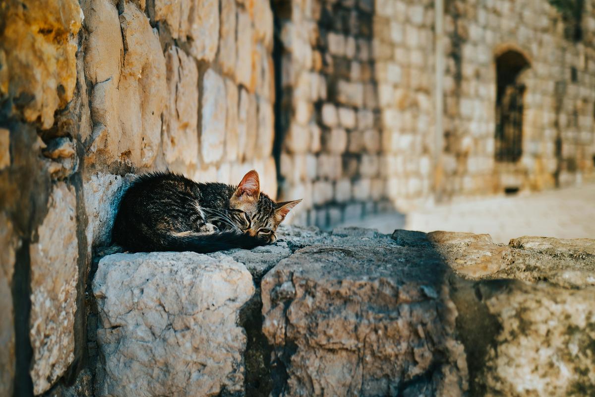 A kitten sleeps on a wall in Old Town. (Miha Rekar/Unsplash)