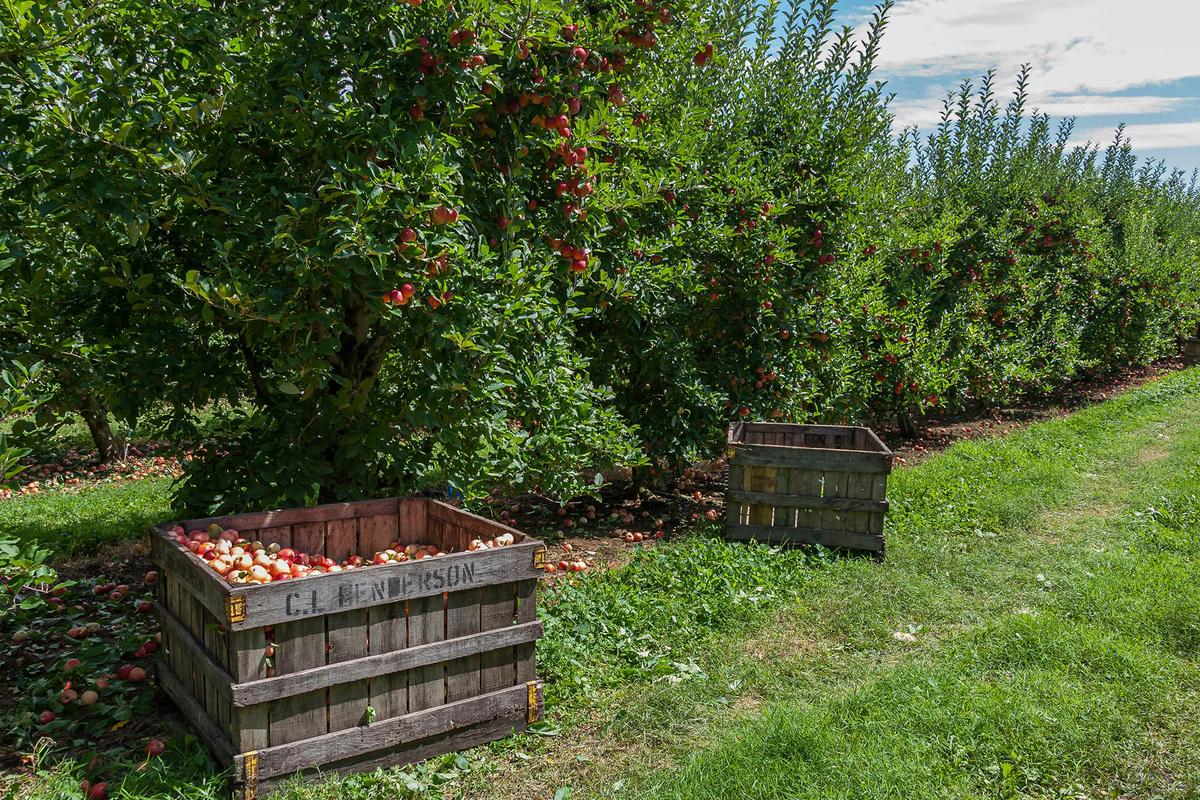 Debunking Common Myths About Maintaining a Home Orchard
