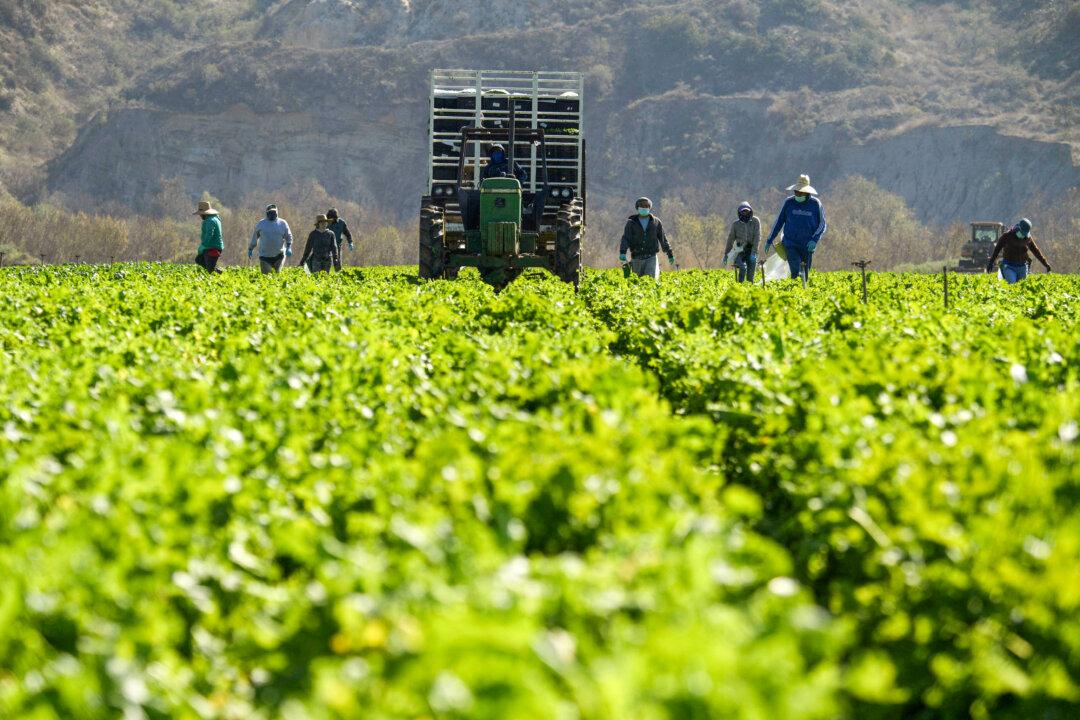 Why the Fight for Agritourism Is a Fight for the Future of Farming