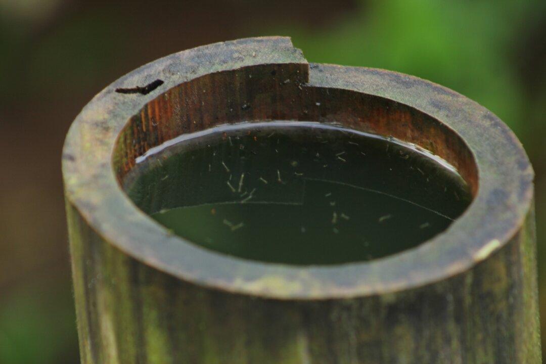 Best Frugal Way to Tell Mosquitoes to Buzz Off