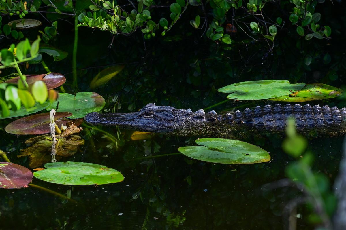 An alligator swims near an immigrant detention center, dubbed "Alligator Alcatraz," located at the site of the Dade-Collier Training and Transition Airport in Ochopee, Fla., on July 1, 2025. (Giorgio Viera/AFP)