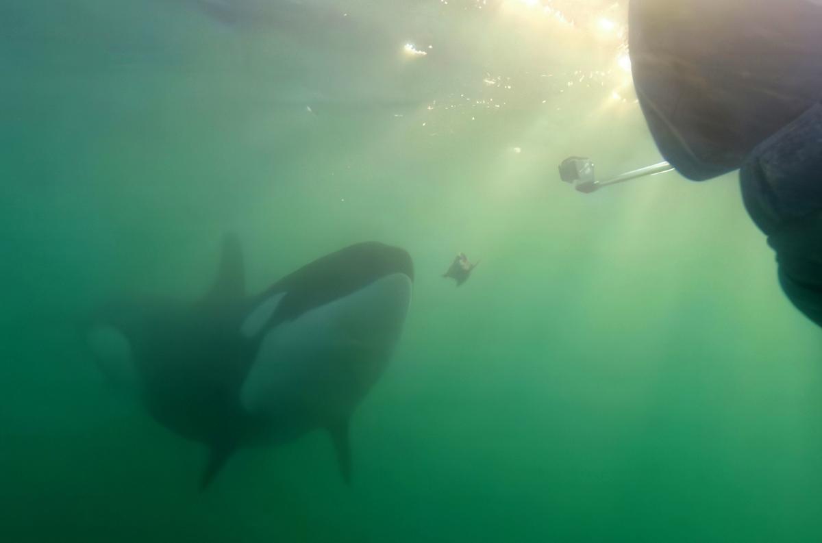 Orcas Sharing Prey With Humans May Be Trying to Learn ‘Who We Are,’ Researcher Says