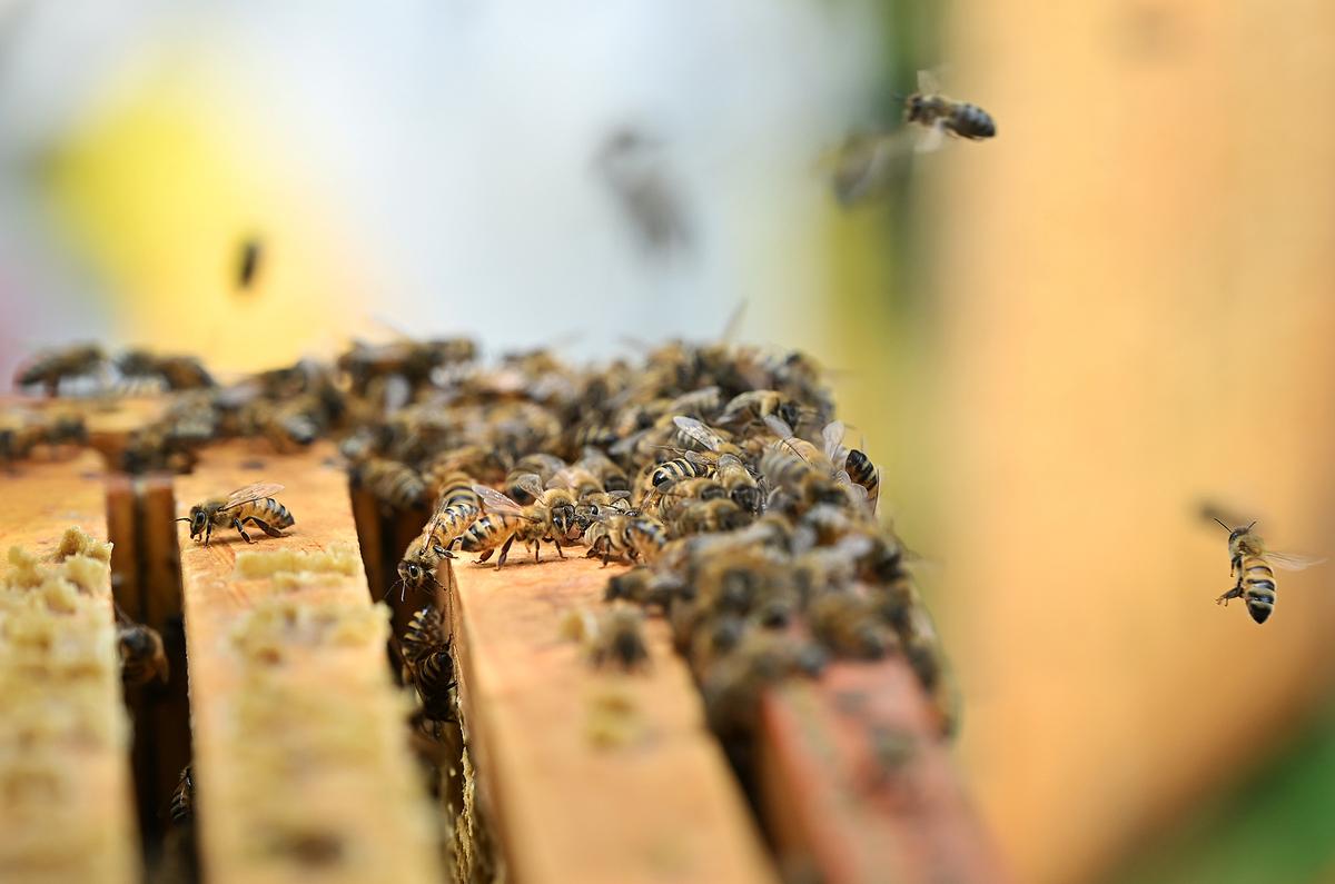 ‘You’re a Beekeeper’: Students Conquer Their Fears in This Scary but Sweet Class