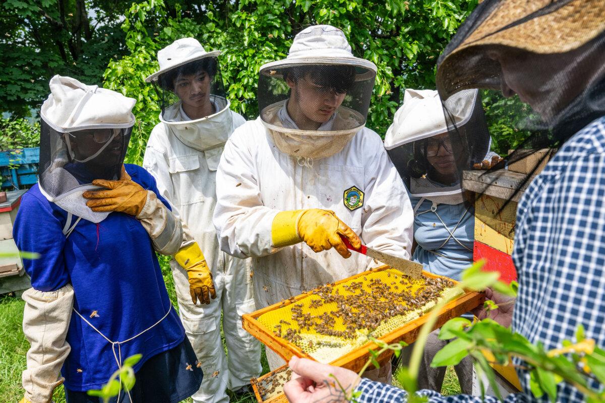 Propel Andrew Street students, from left, Promiss McCarrell, Drew Demko, Ryan Snyder and Kimony Harris help their teacher, Brandon Keat, right, check on some bees they keep in Homestead, Pennsylvania, on Monday, June 9, 2025. (Lucy Schaly/Pittsburgh Post-Gazette/TNS)