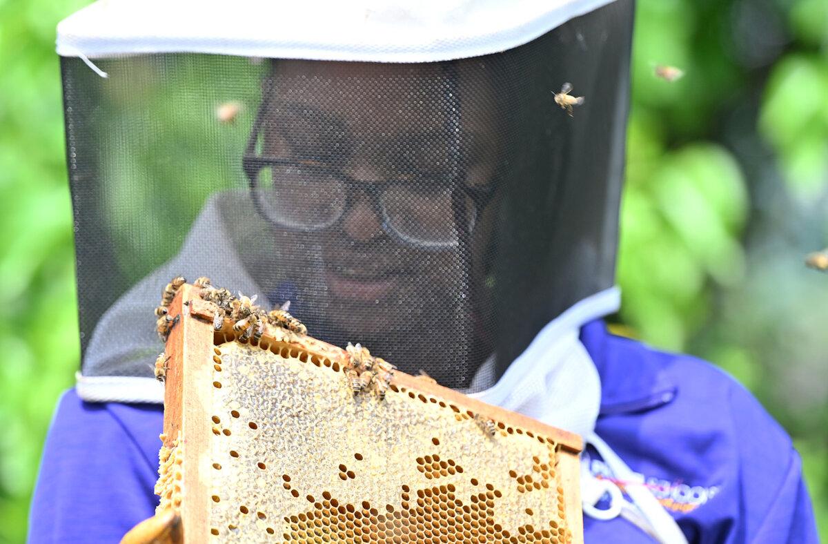 Propel Andrew Street students have become beekeepers under the watchful eye of their teacher, Brandon Keat. Kimony Harris examines a tray of bees they keep in Homestead, Pennsylvania, on Monday, June 9, 2025. (Lucy Schaly/Pittsburgh Post-Gazette/TNS)
