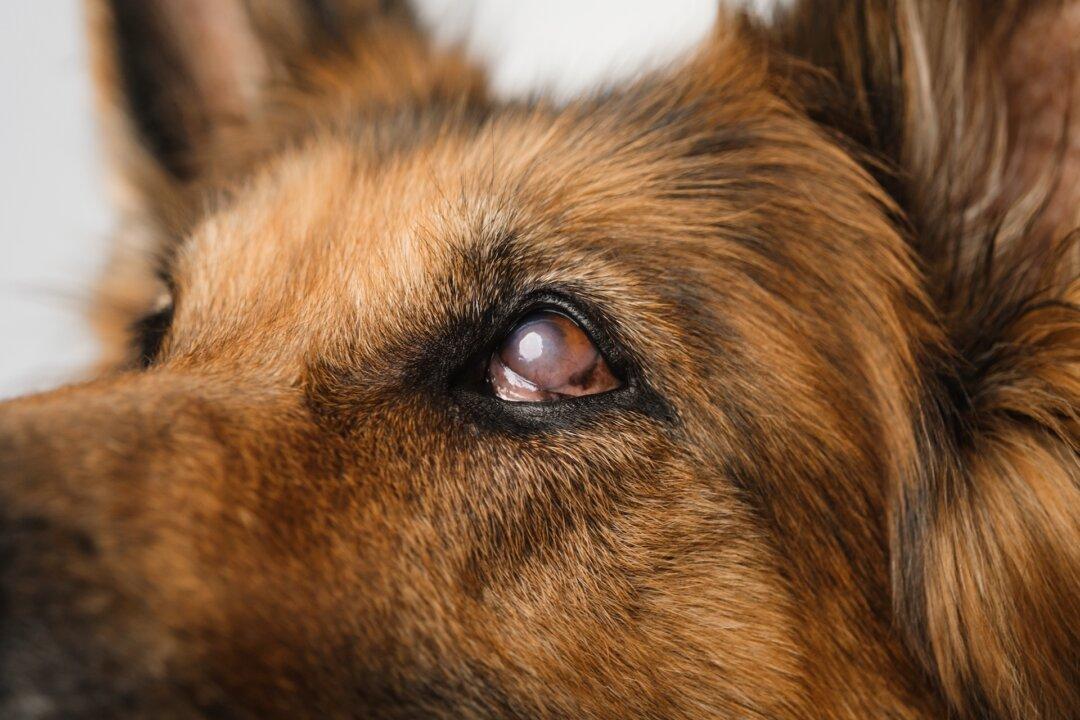 Film Covering Dog’s Eye Needs Veterinarian Exam