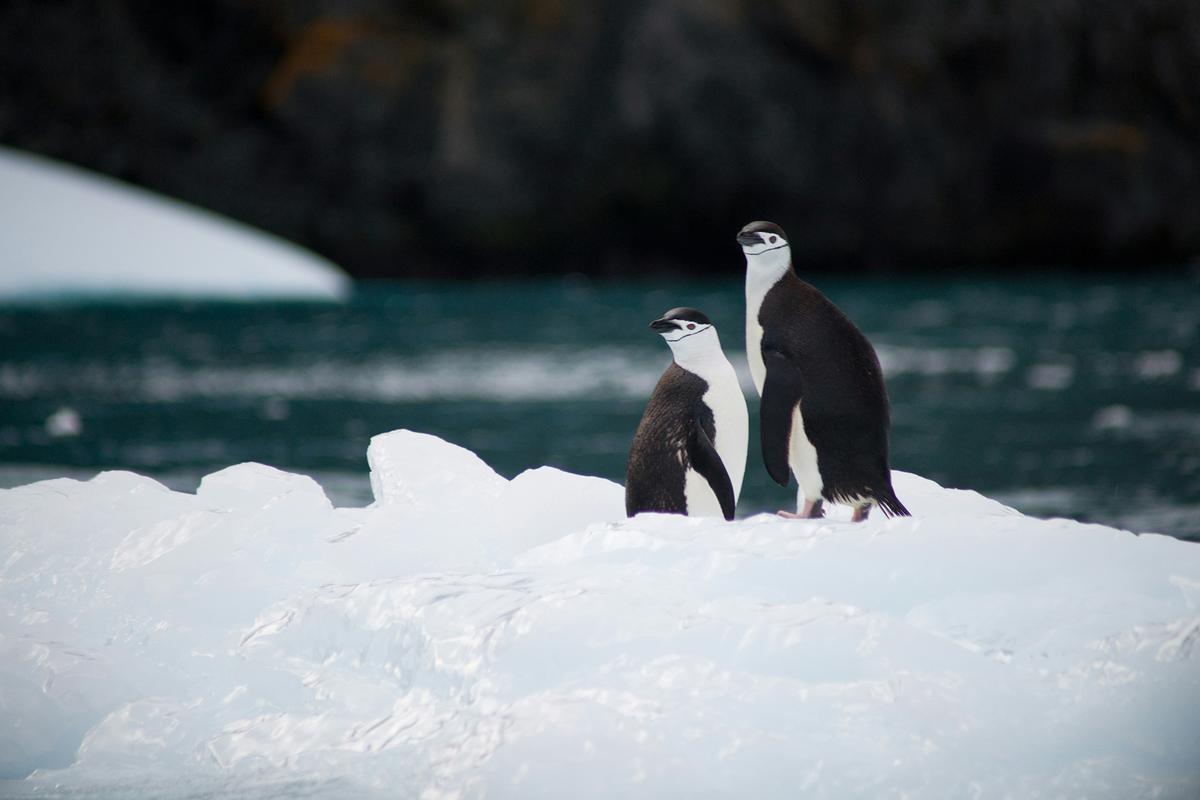 Chinstrap penguins are named for the narrow black bands around their heads. (Torsten Dederichs/Unsplash)
