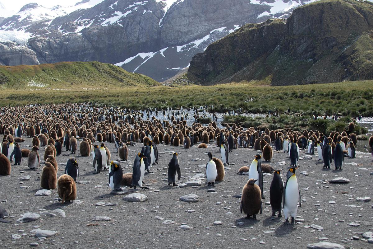 South Georgia Island is home to some of the largest penguin colonies in the world. (Dick Hoskins/Pexels)