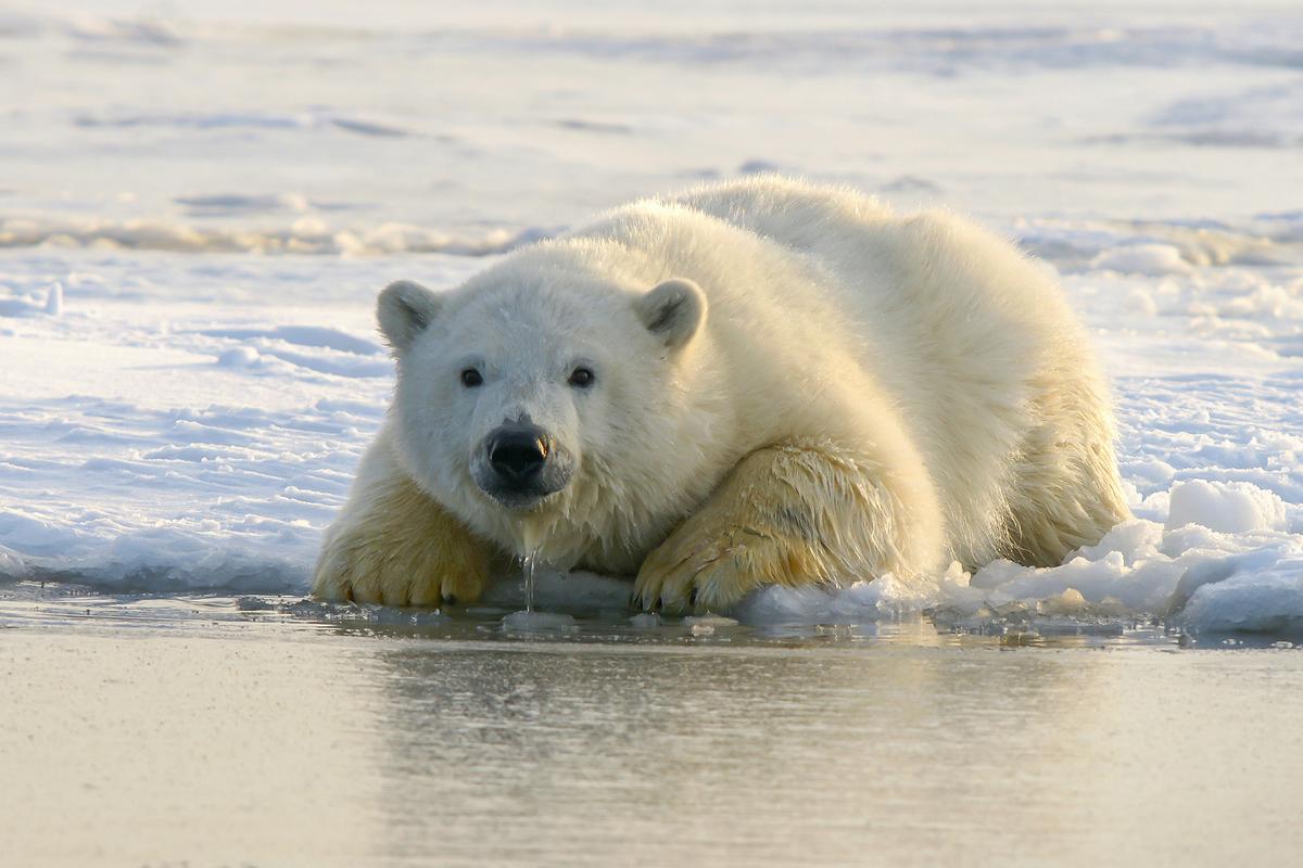 Polar bears are excellent swimmers but often use ice as a platform for hunting seals. (Hans-Jurgen Mager/Unsplash)