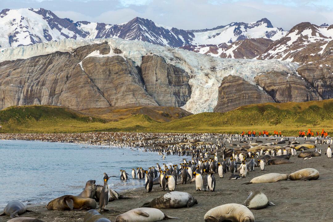 Beyond the Ice: Life Lessons From Penguins, Polar Bears, and Whales