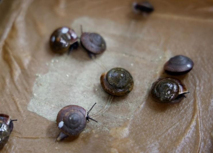 Some of the tiny snails being relocated to Norfolk Island. (Courtesy of Taronga Zoo)