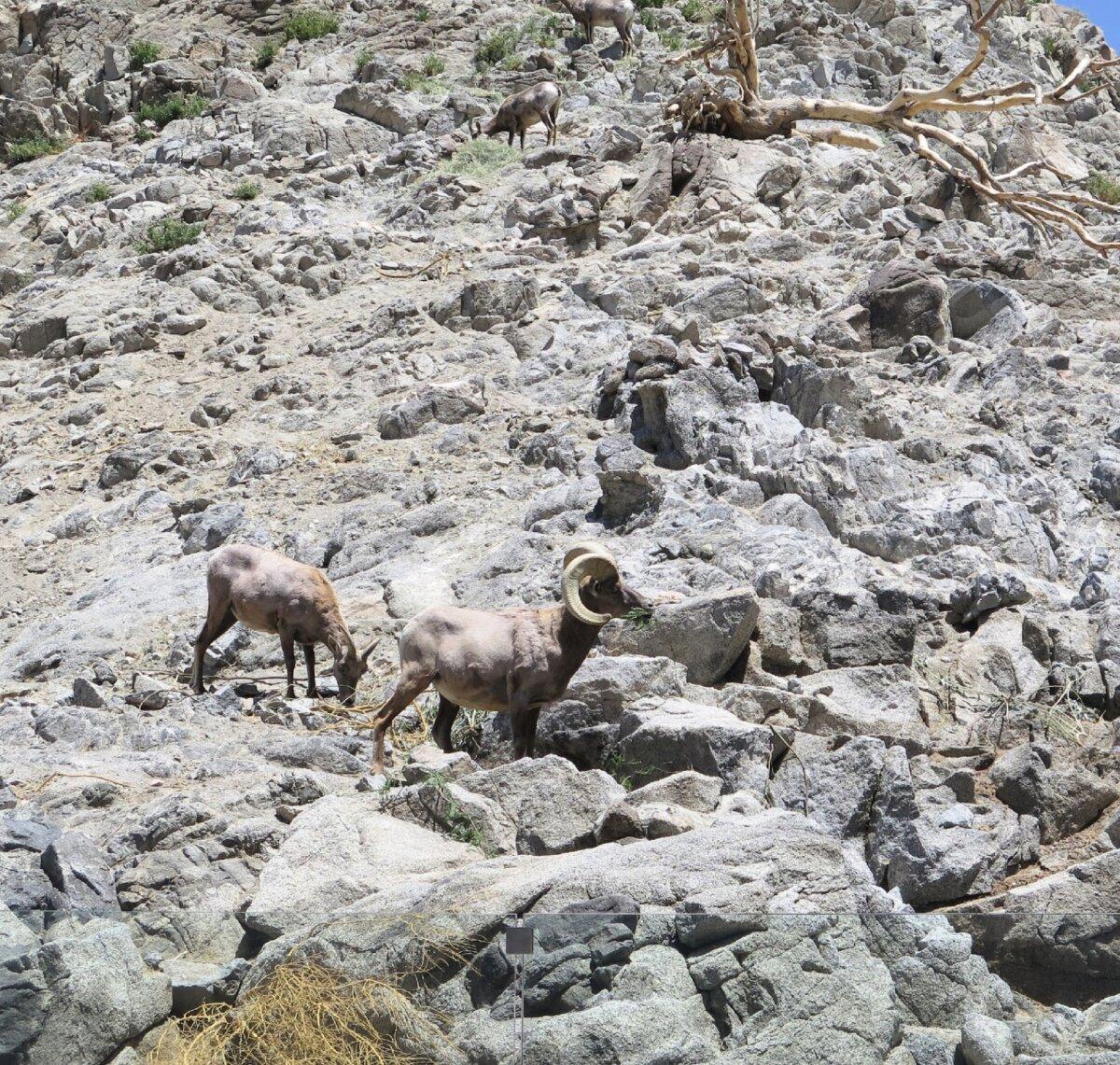 Bighorn sheep graze near the top of the aerial tramway in Palm Springs, California. (Victor Block)