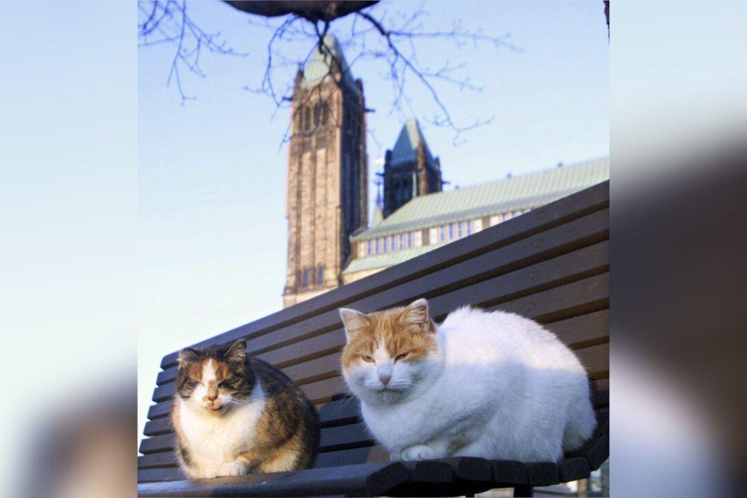 Last Cat From Parliament Hill’s Former ‘Cat Colony’ Passes Away
