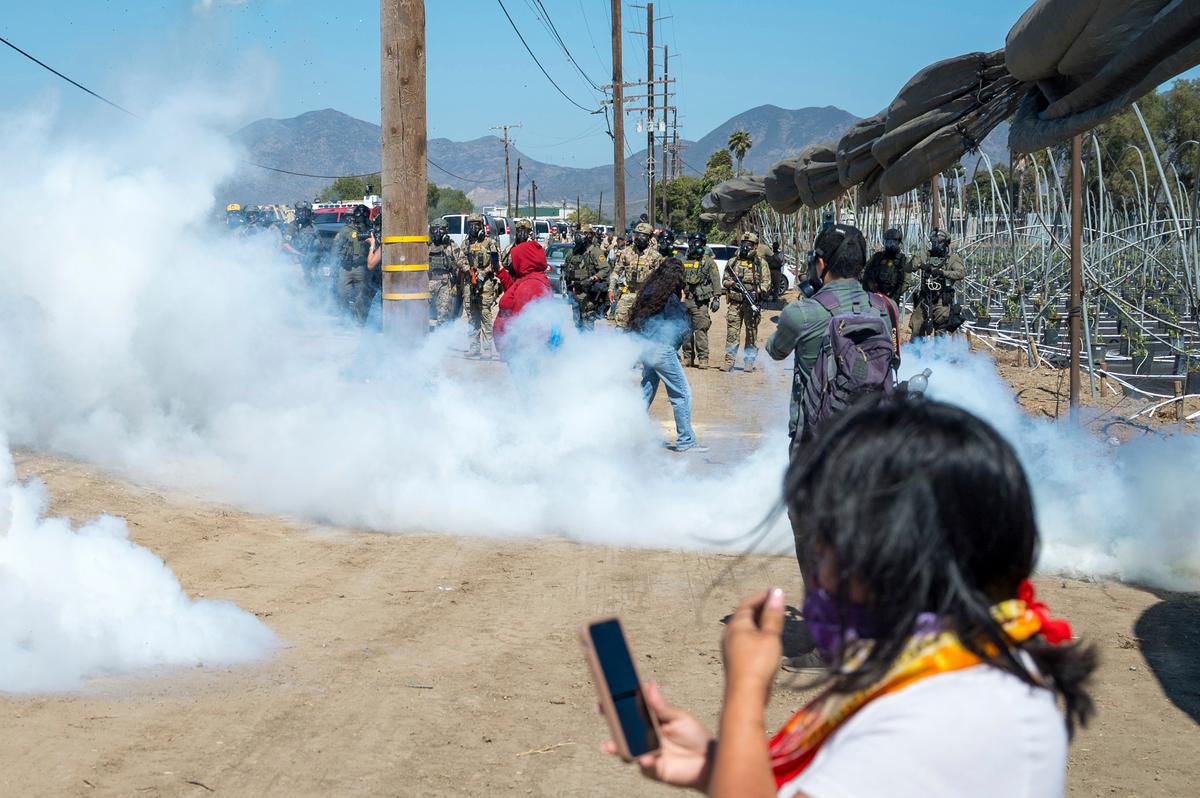 More Than 200 Arrests Made During ICE Operations on California Marijuana Farms