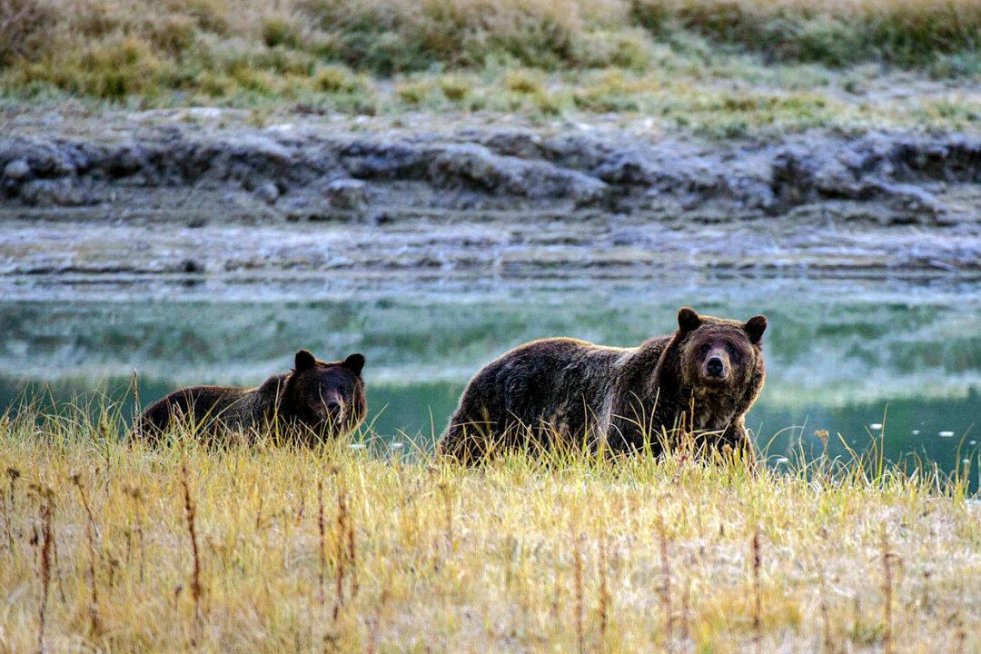 Push to Rewild Nearly 1,200 Grizzly Bears in California Sparks Concerns