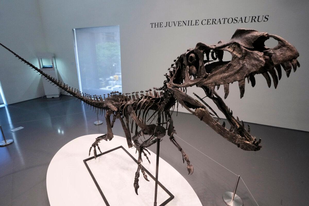 A mounted Juvenile Ceratosaurus skeleton, of the Late Jurassic, Kimmeridgian Stage, is displayed at Sotheby's in New York City on July 9, 2025. (Richard Drew/AP Photo)