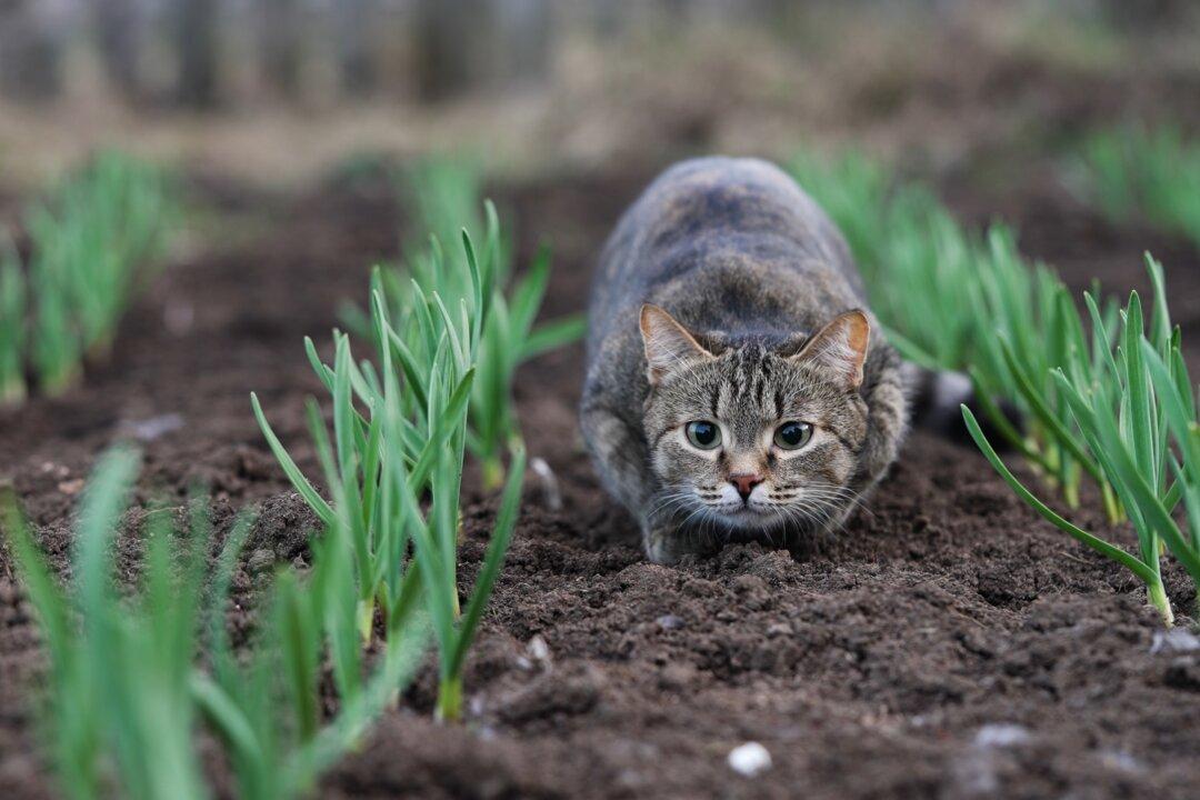 Plant a Pet-Safe Garden