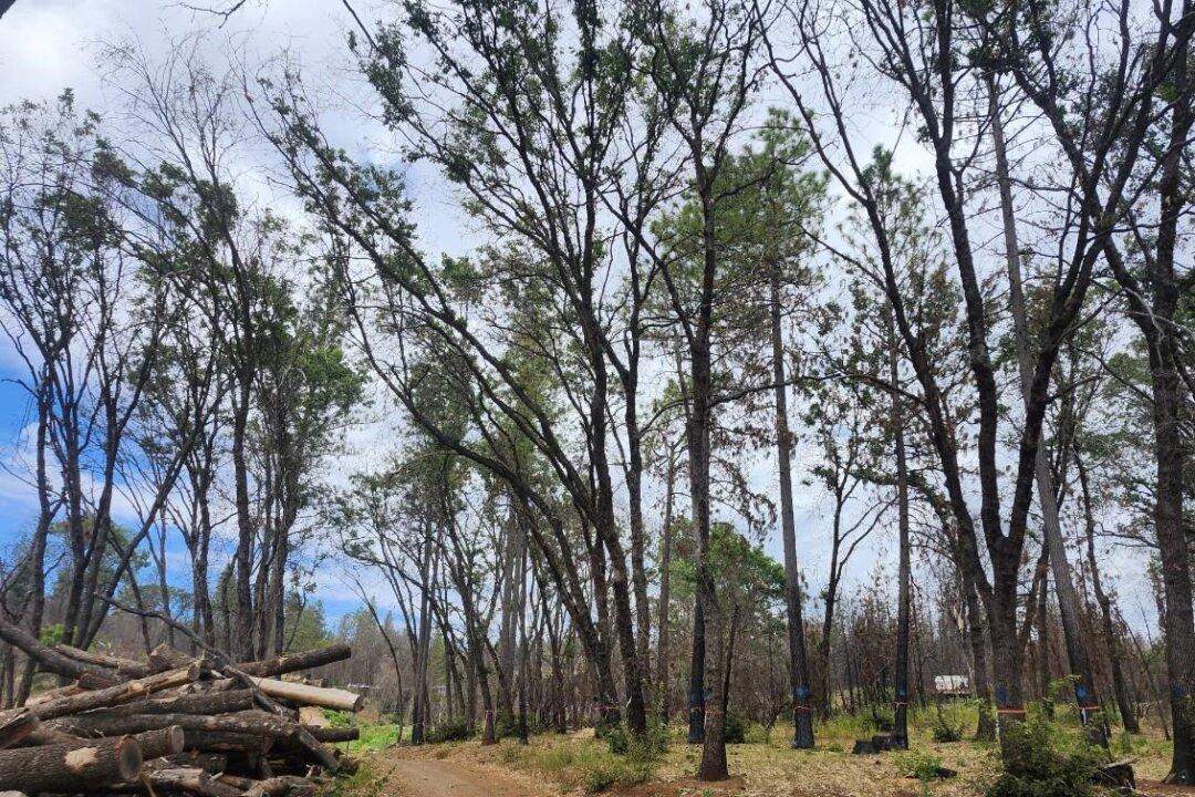 Volunteer Firefighters Fight to Keep Trees 1 Year After Park Fire