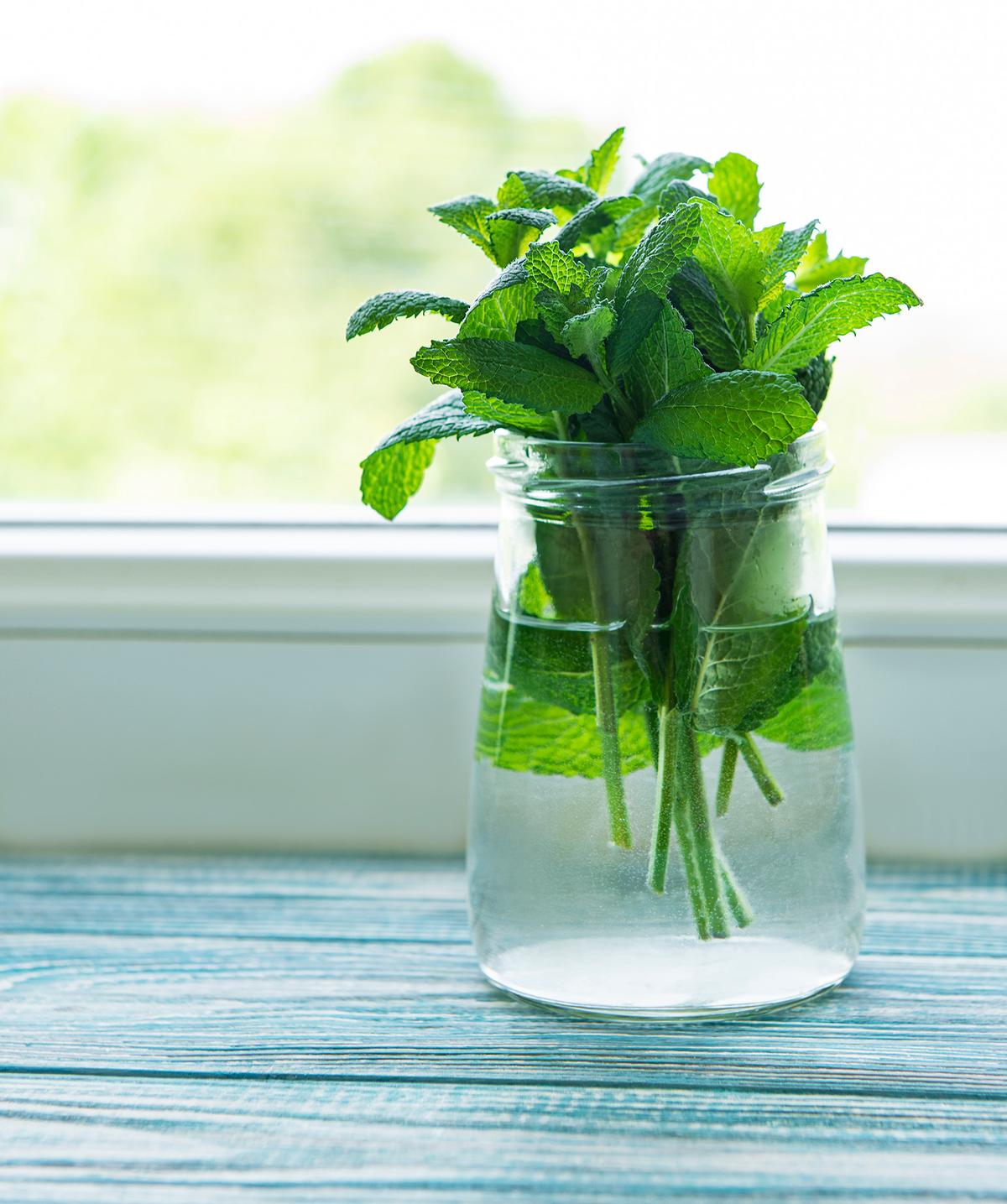 Mint cuttings root easily in water or soil, making it one of the simplest herbs to propagate. (Olena Rudo/Shutterstock)