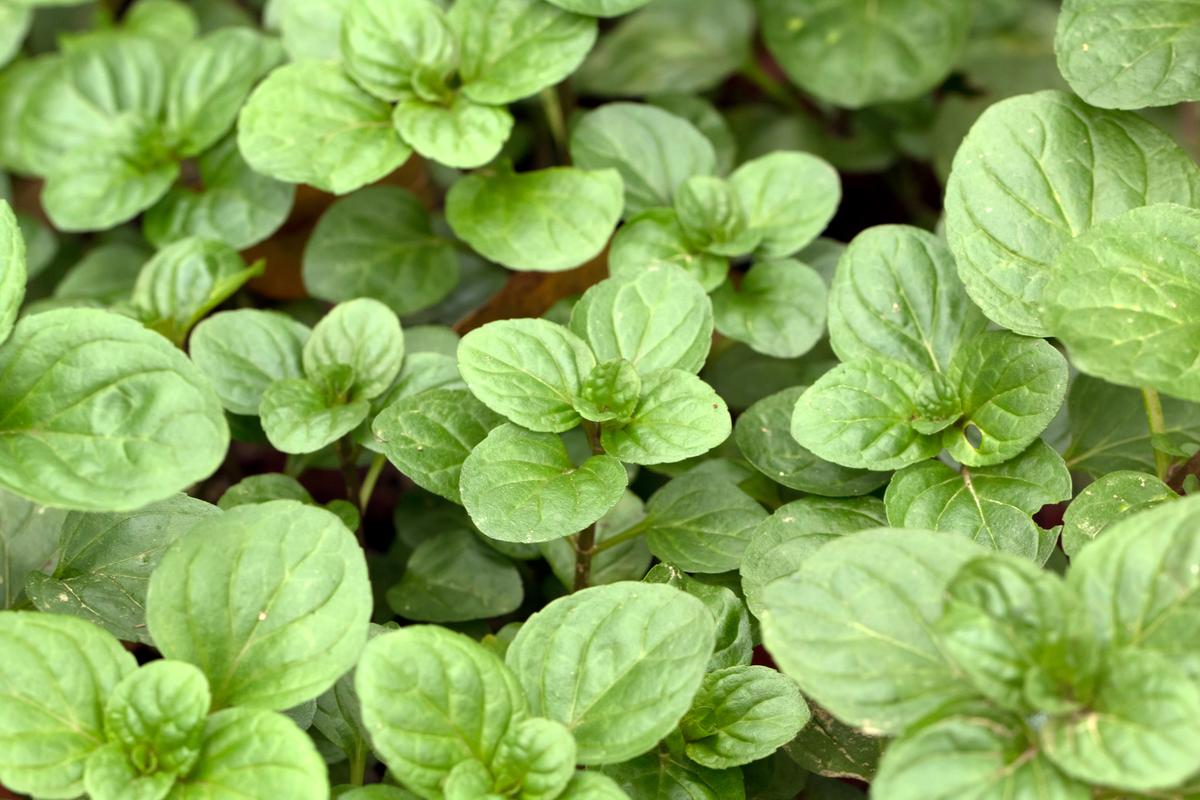 Orange mint, sometimes called bergamot mint, carries a gentle citrus scent and is often dried to make minty herbal teas. (Skyprayer2005/Shutterstock)