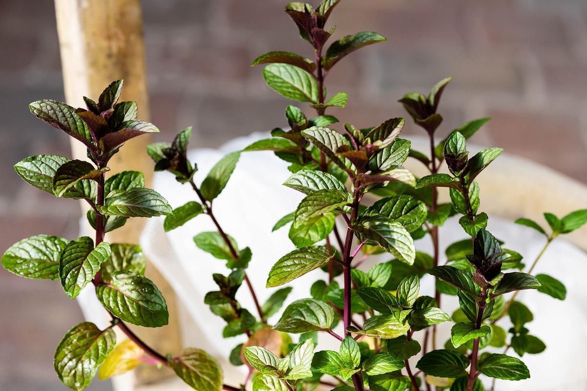 Chocolate mint combines spearmint freshness with chocolatey undertones, perfect for drinks and desserts. (Jana Loesch/Shutterstock)