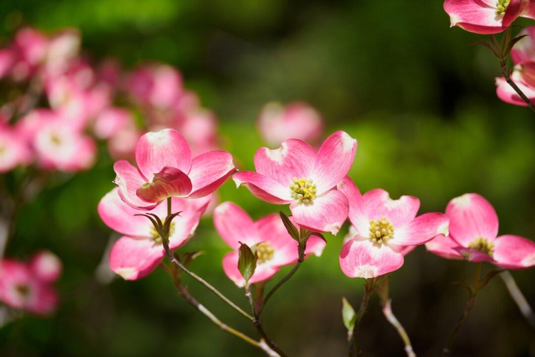 Dogwoods, Moss, and Mildew