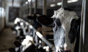 Supply Management Policies Cost Canadians $244 per Year, Study Finds