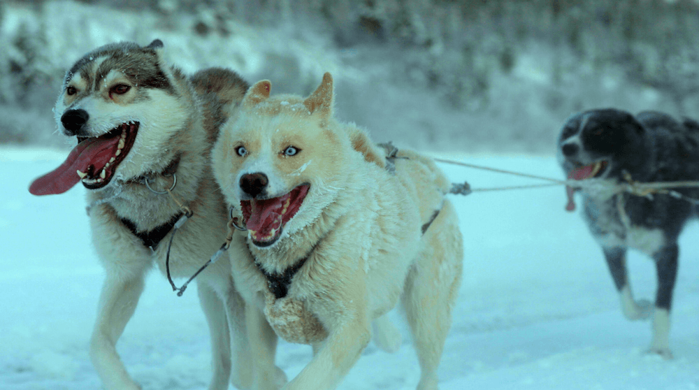 Ecstatic sled-doggos doing what they love, in "Folktales." (Magnolia Pictures)