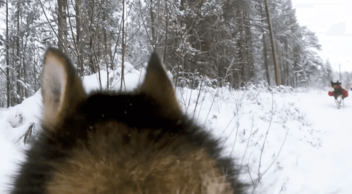 A doggy POV, in "Folktales." (Magnolia Pictures)