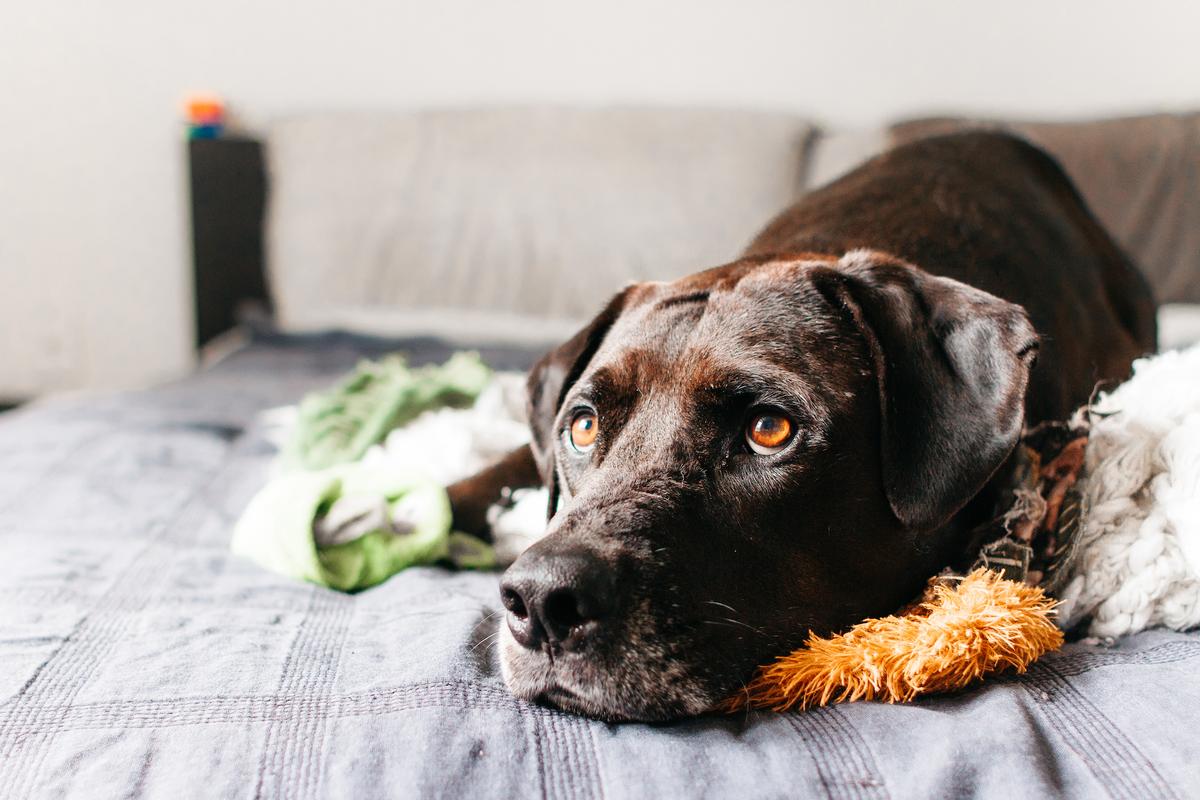 Many Ways to Relieve Dogs’ Separation Anxiety