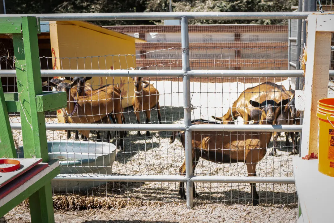 The Hidden Cost of Slaughter in America