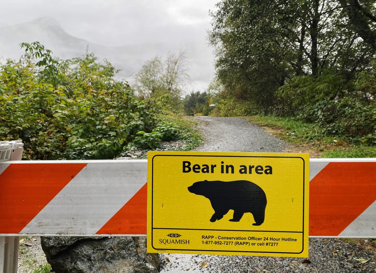 Man Seriously Injured in BC Grizzly Bear Attack in Kootenay Region