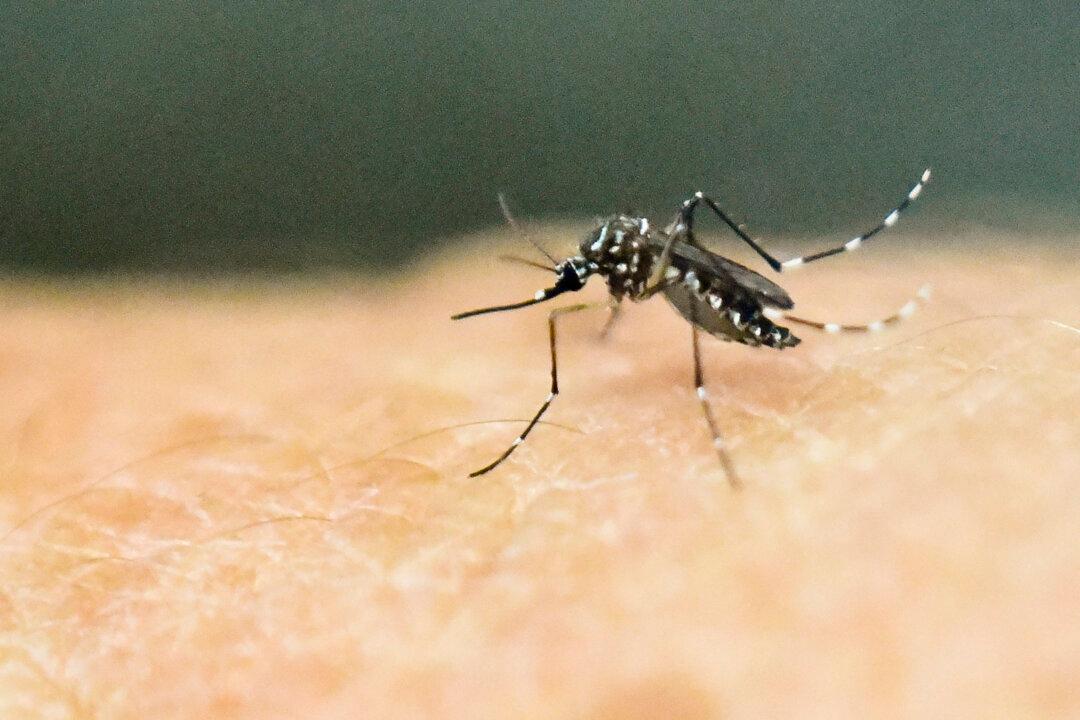 Chikungunya Fever Spreading Rapidly in South China; CCP Downplays Outbreak