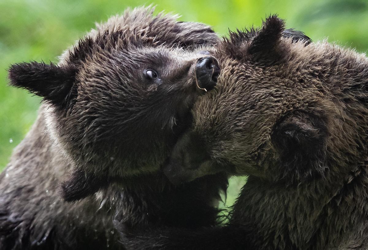 Grizzly Attack in BC Likely ‘Defensive’, Bears to Be Spared, Investigators Say