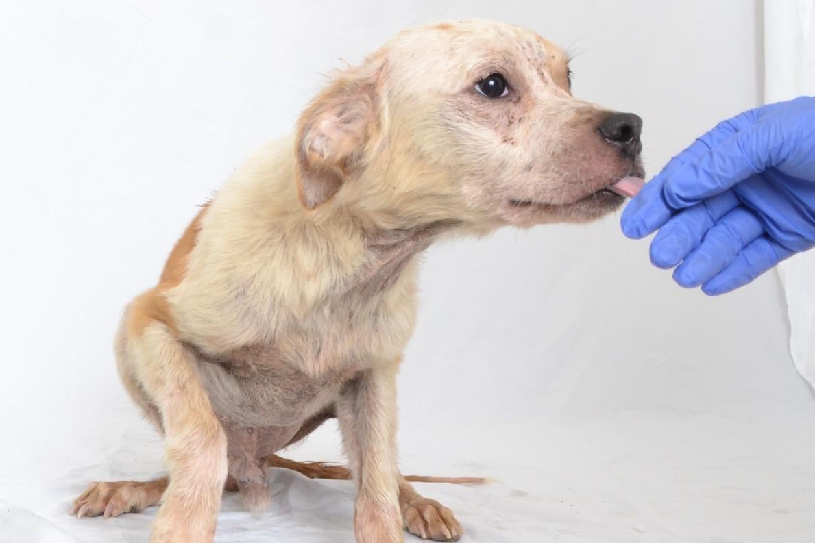 California Couple Faces Animal Cruelty Charges After Police Find 38 Dogs in Home