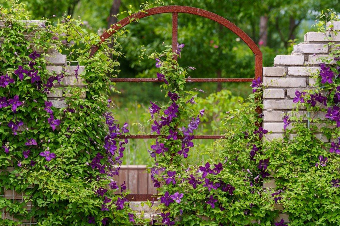 Shot Hole Disease and Clematis