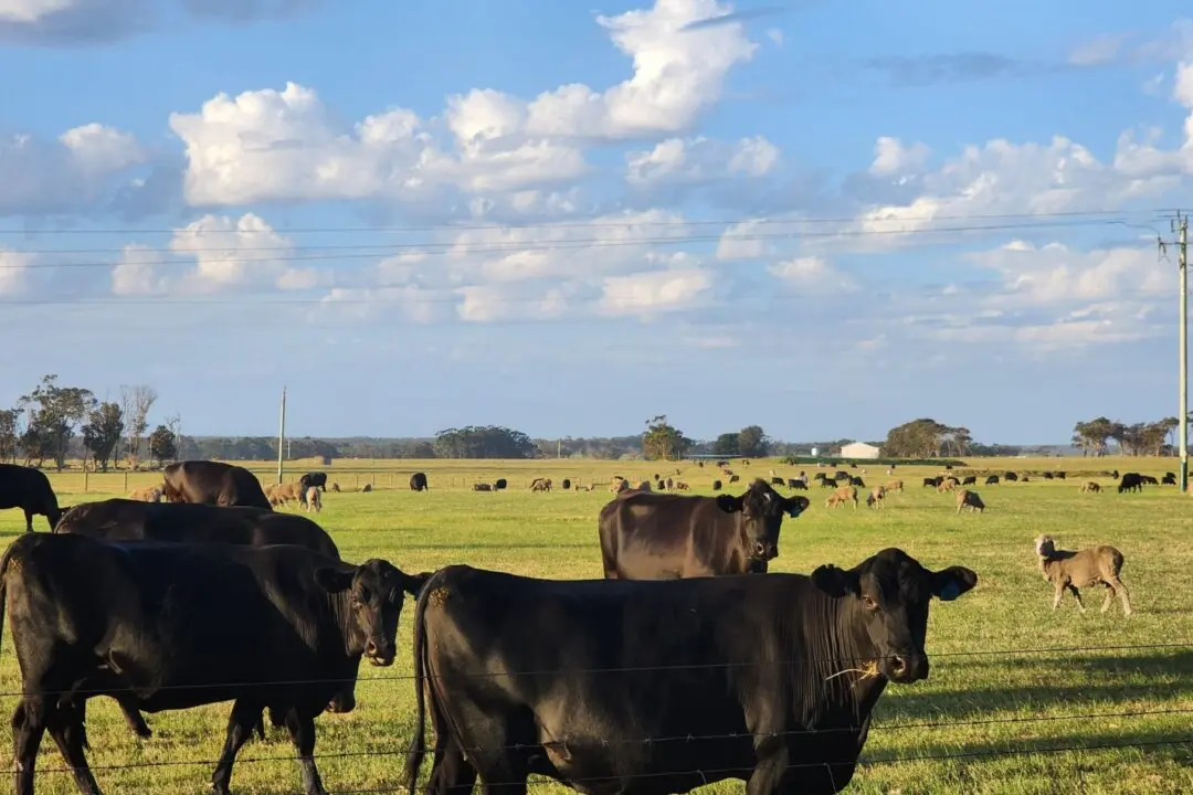 Australia to Push for Zero US Tariffs After Beef Tariffs Lifted