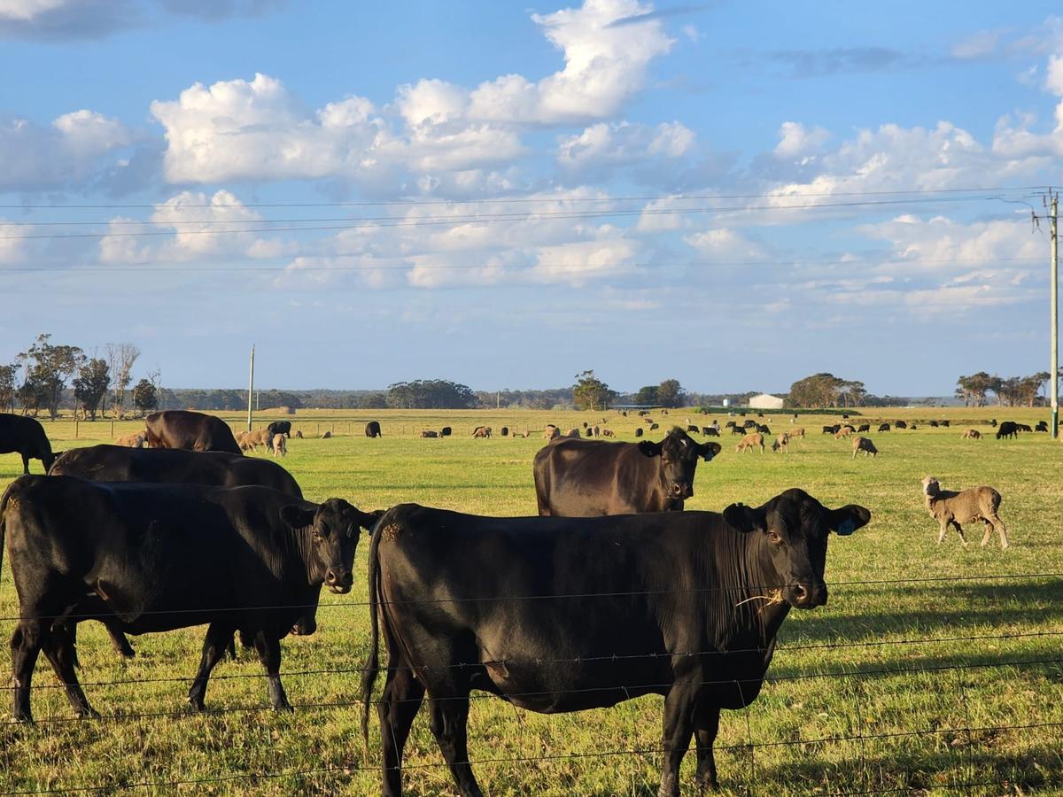 Australia to Push for Zero US Tariffs After Beef Tariffs Lifted