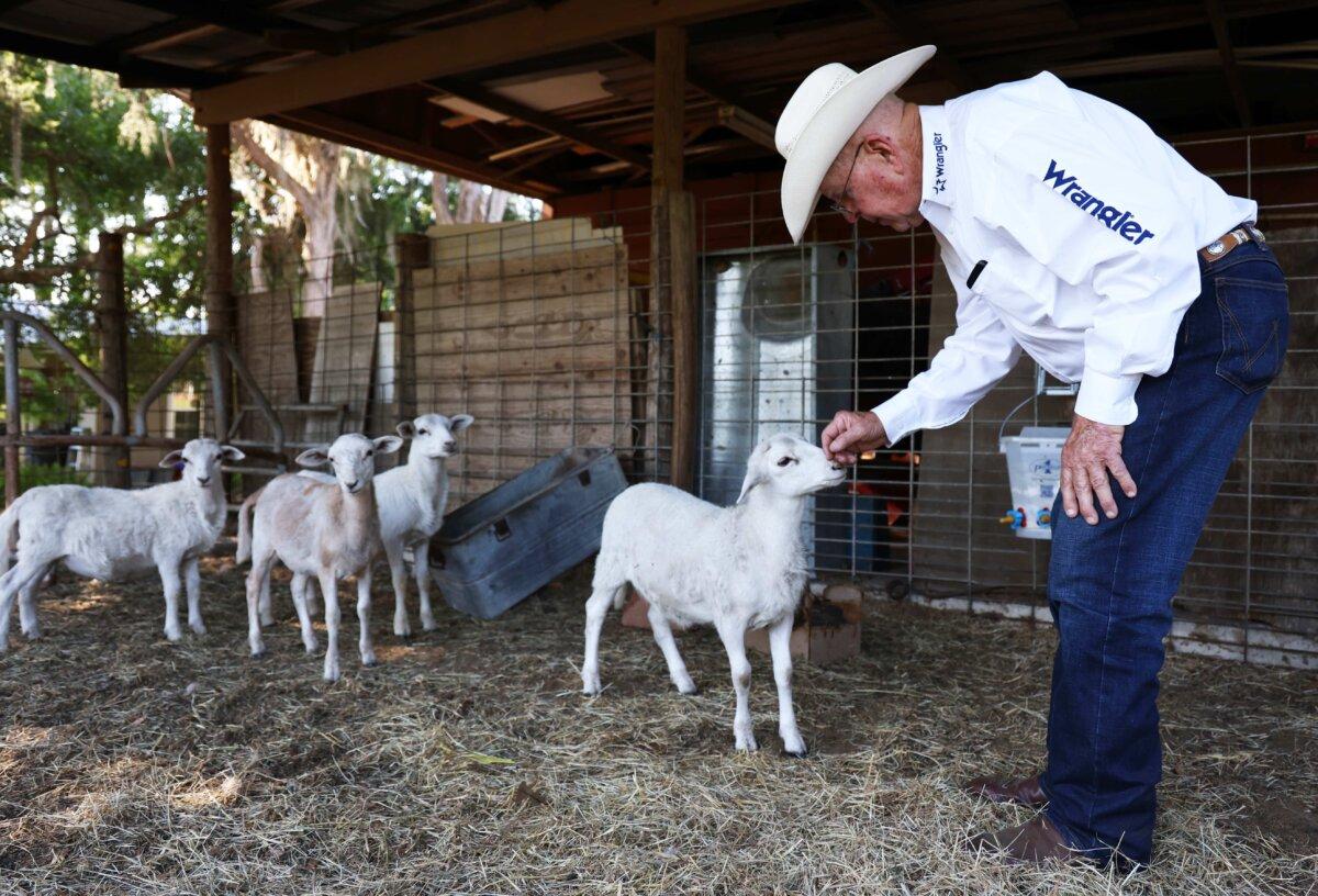 Tomeu pets orphaned lambs on his farm. (Natasha Holt)