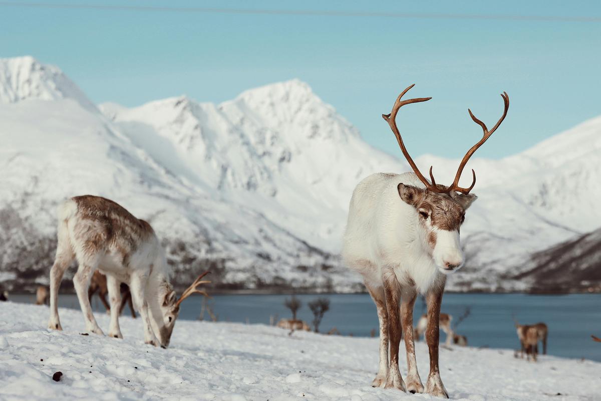 Reindeer are native to northern Norway and are well-adapted to Arctic and sub-Arctic conditions. (Efrem Efre/Pexels)