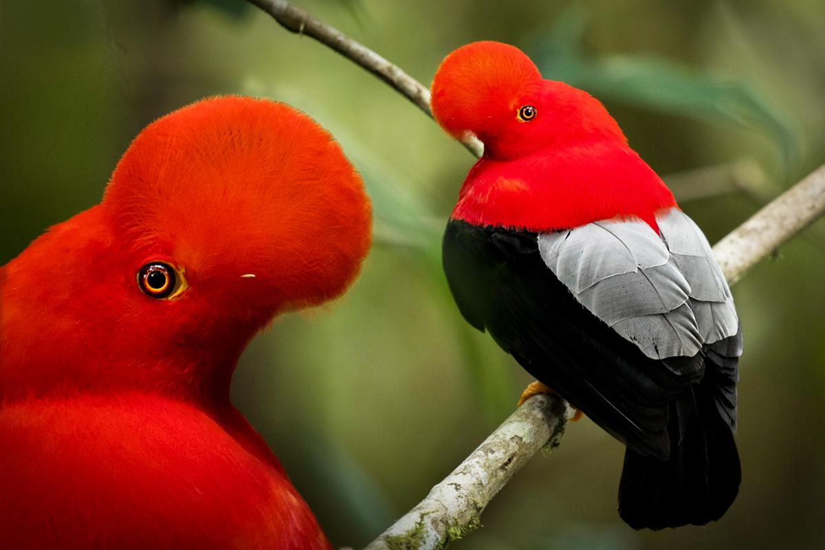 Photographer Captures the Elusive and Dazzling ‘Cock-of-the-Rock’ in South American Cloud Forests
