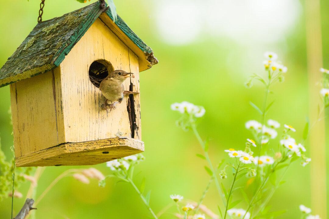 Make Your Own Birdhouse