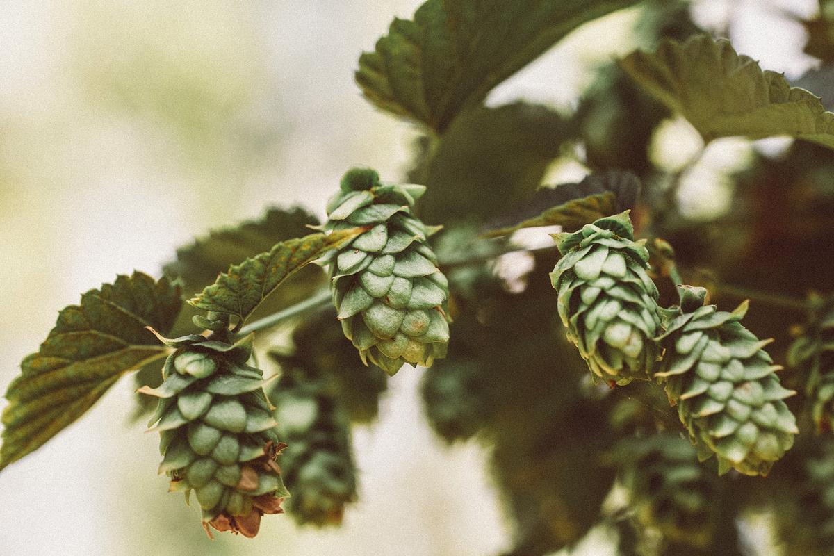 The hops used to make beer can soften fabric, skin, and even meat. (Markus Spiske/Unsplash)