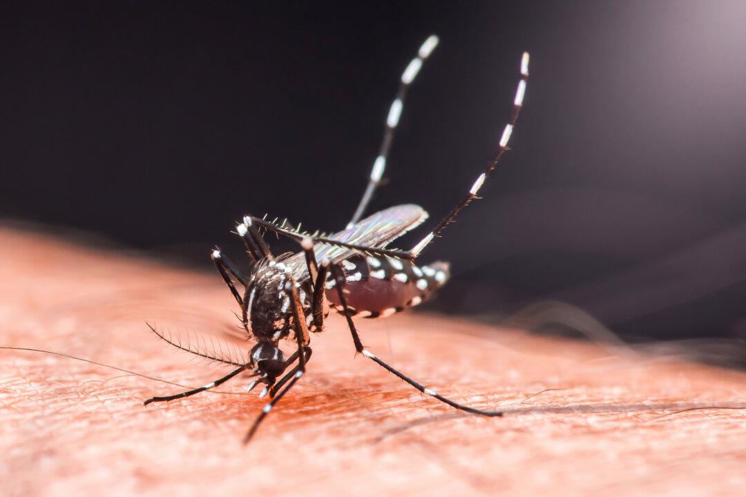 Chinese Regime Imposes COVID-Style Controls Amid Chikungunya Outbreak